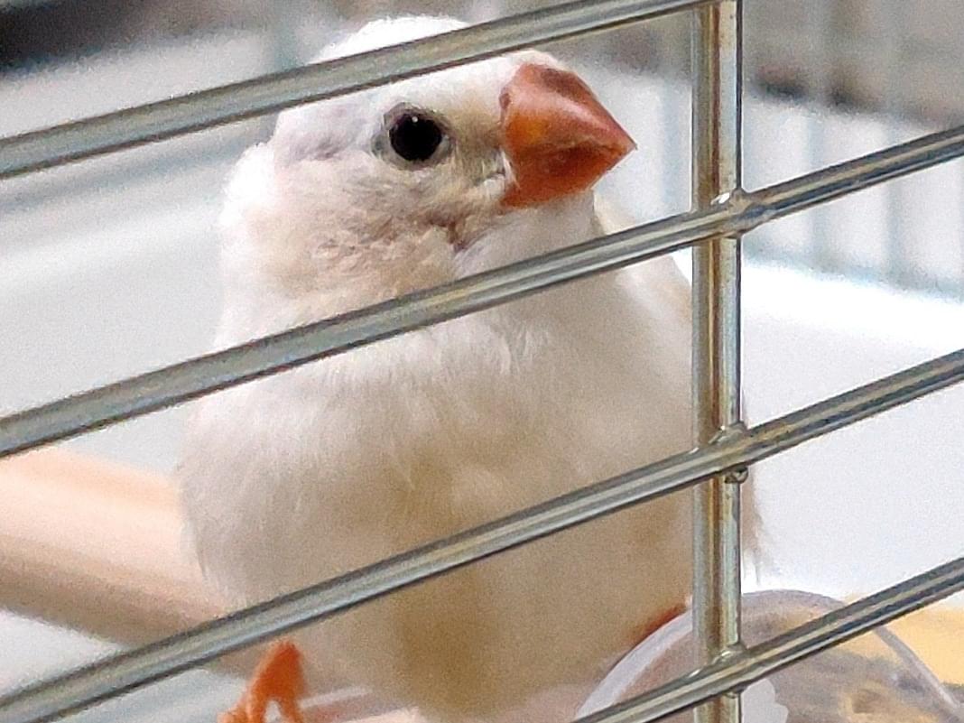 保護された鳥 保護された鳥