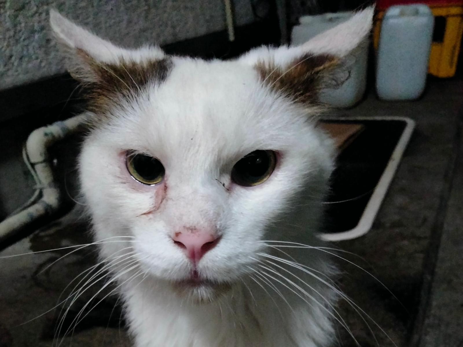 保護された猫 保護された猫