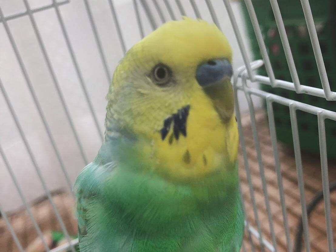 ソラちゃん ソラちゃん