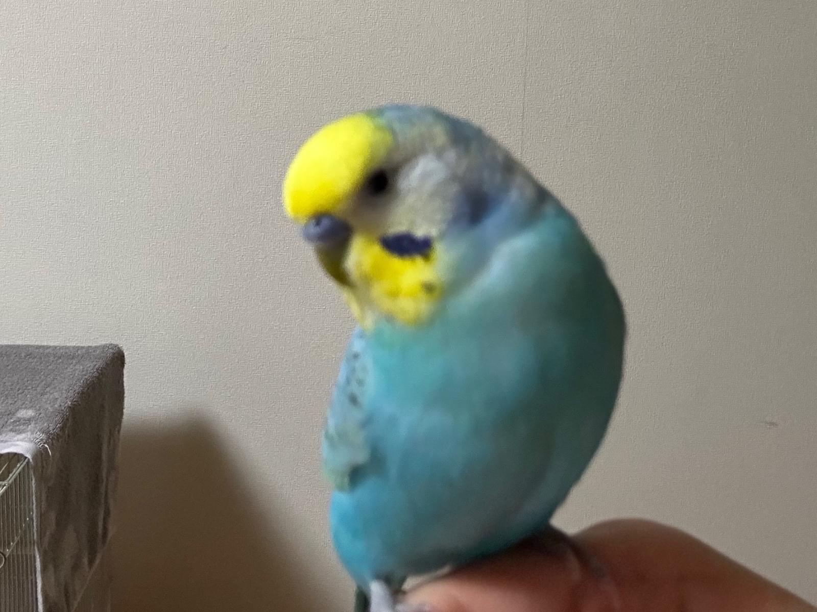 びびちゃん びびちゃん