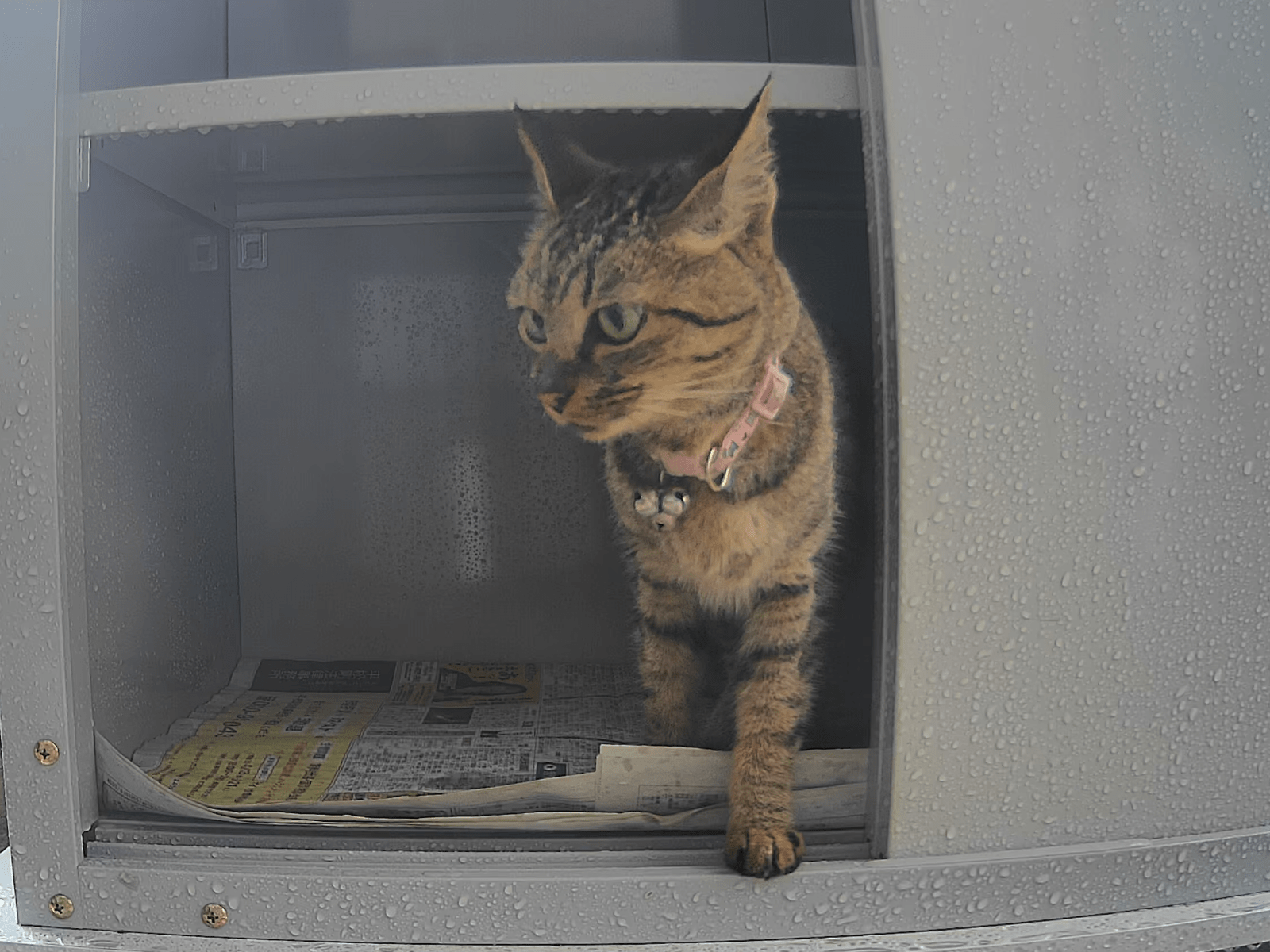 目撃された猫 目撃された猫