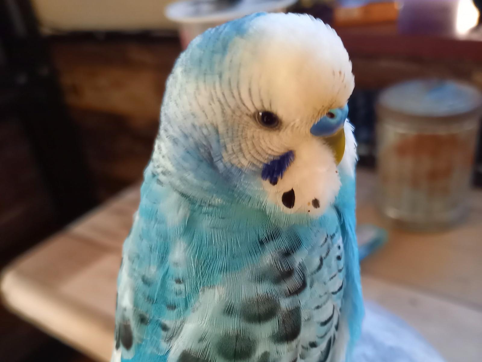 ぴこちゃん ぴこちゃん