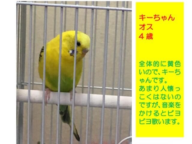キーちゃん キーちゃん