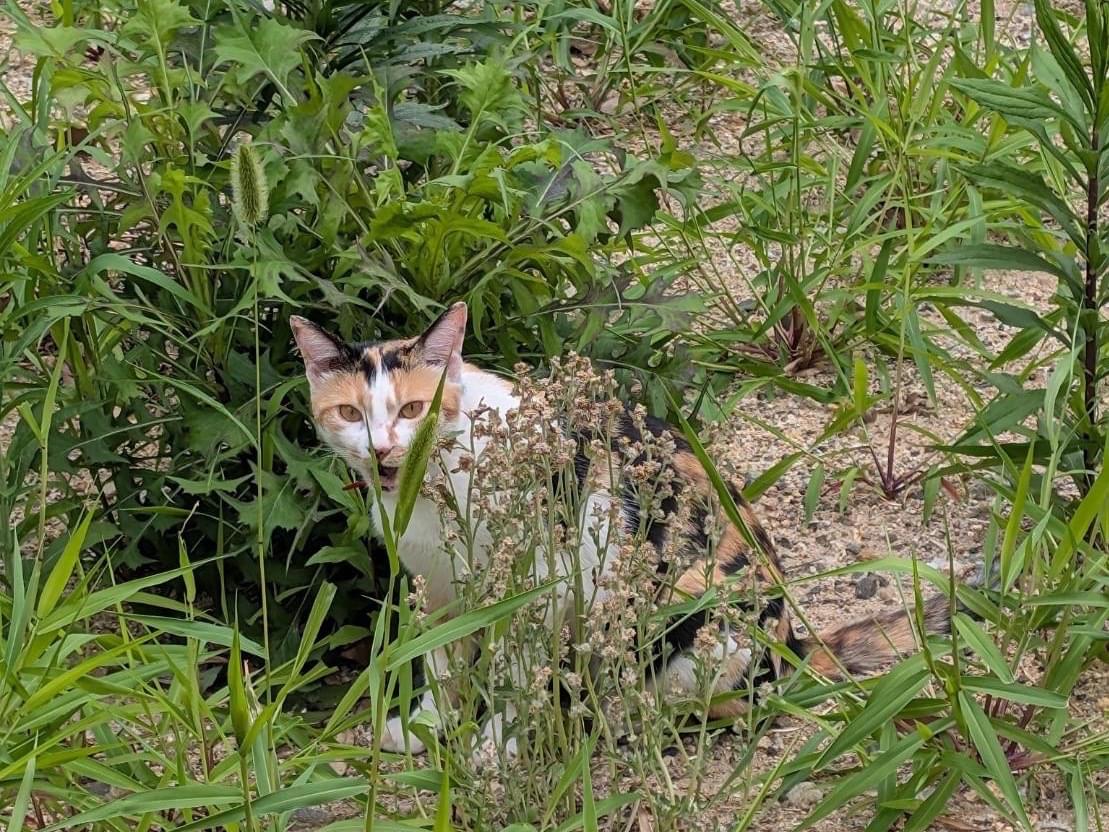 目撃された猫