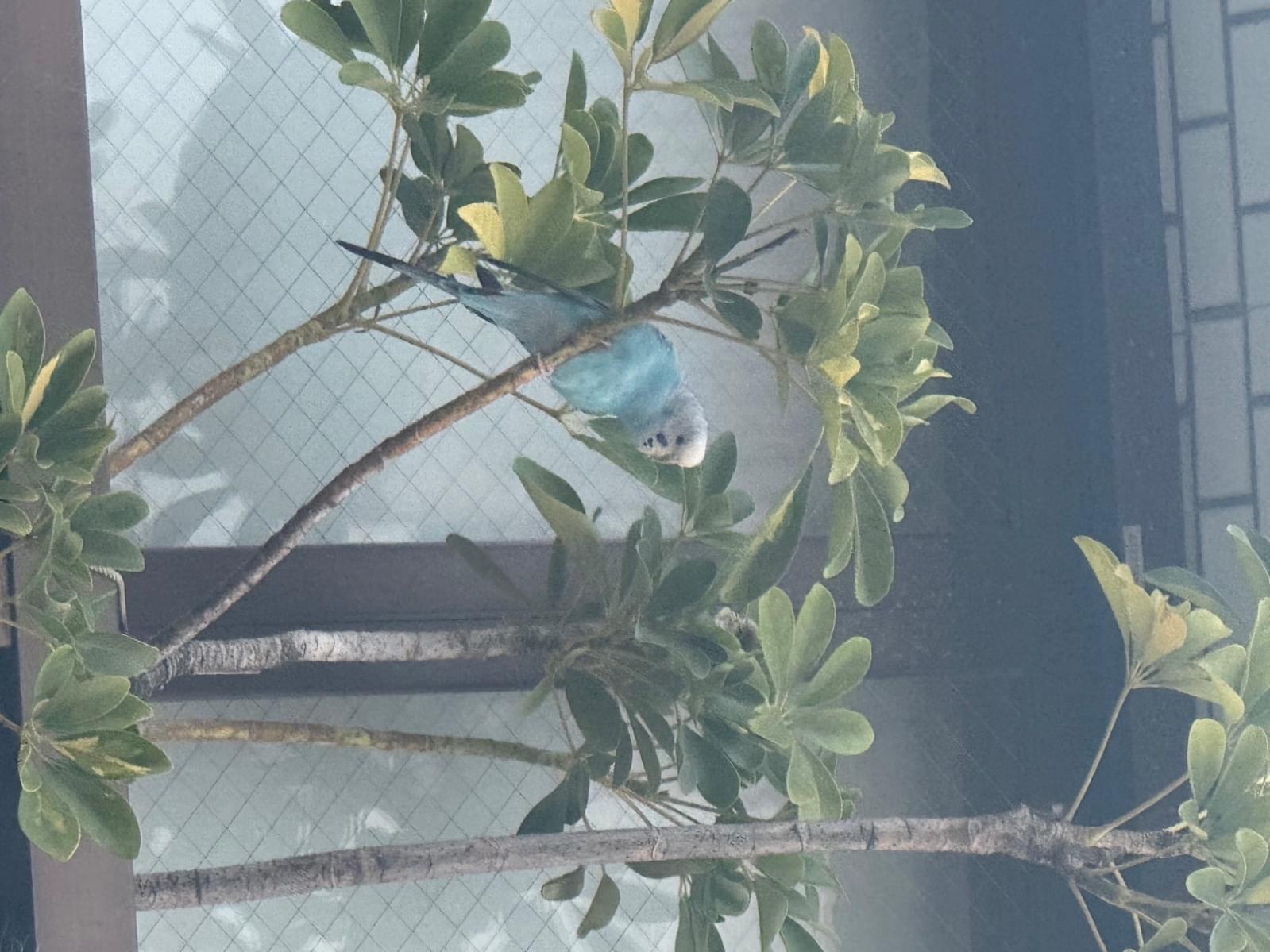 目撃された鳥 目撃された鳥