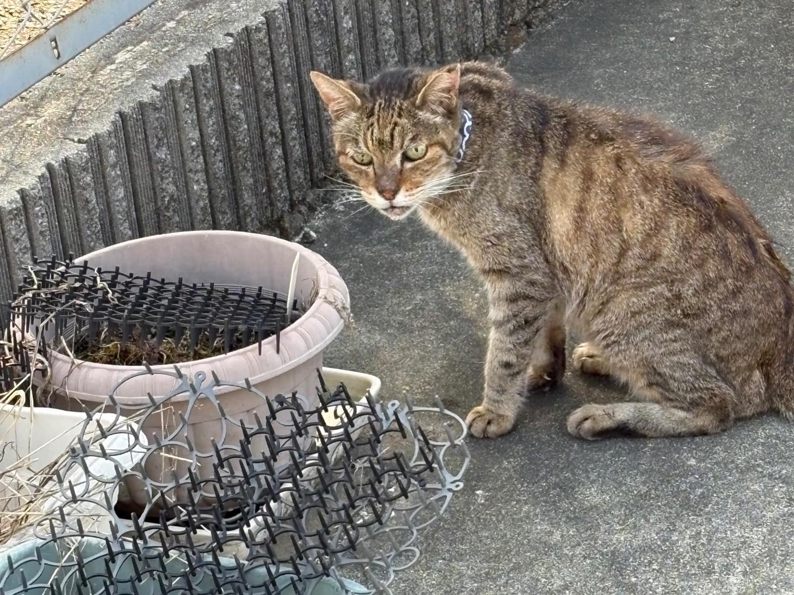目撃された猫 目撃された猫