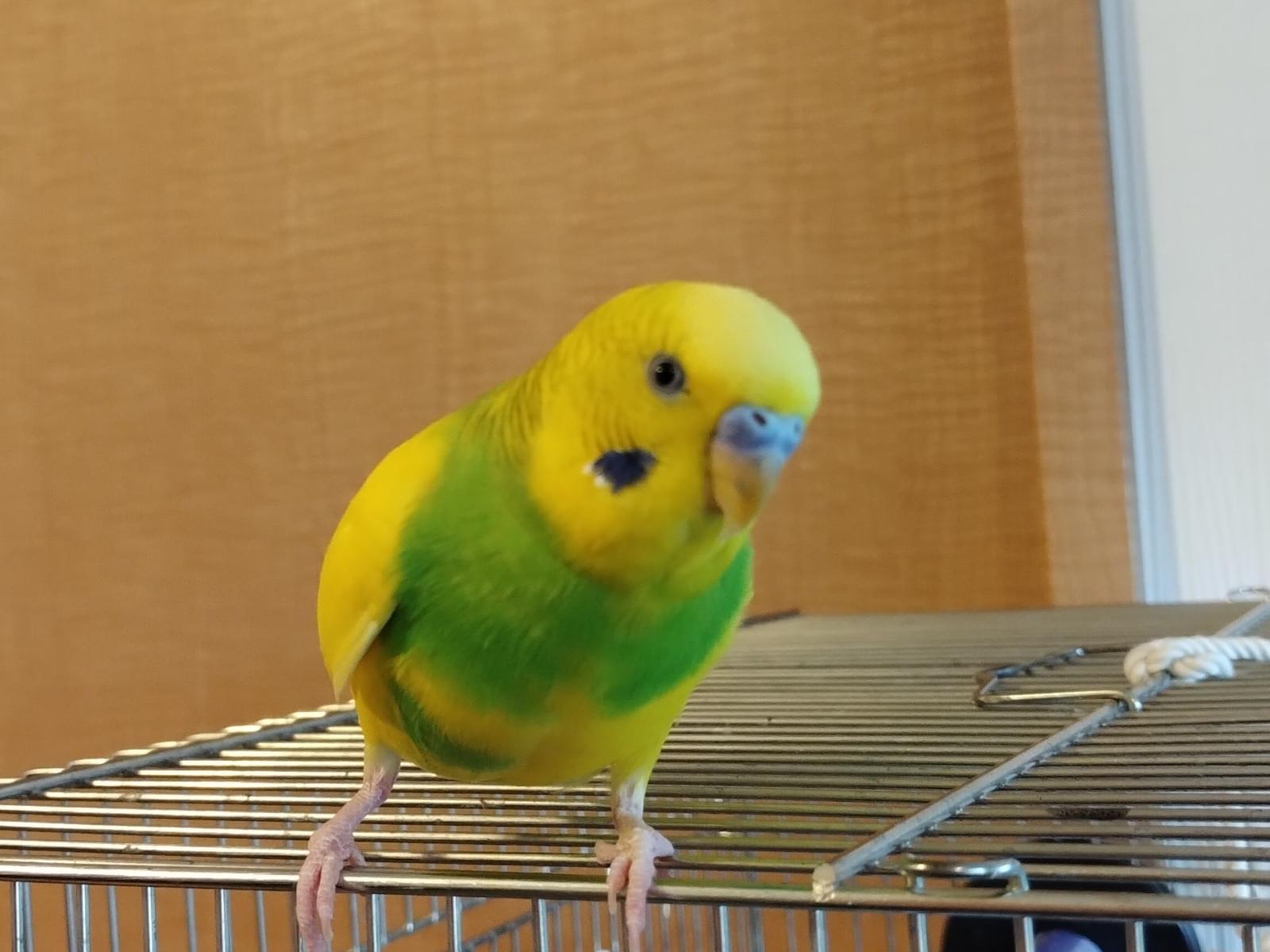 レモンちゃん