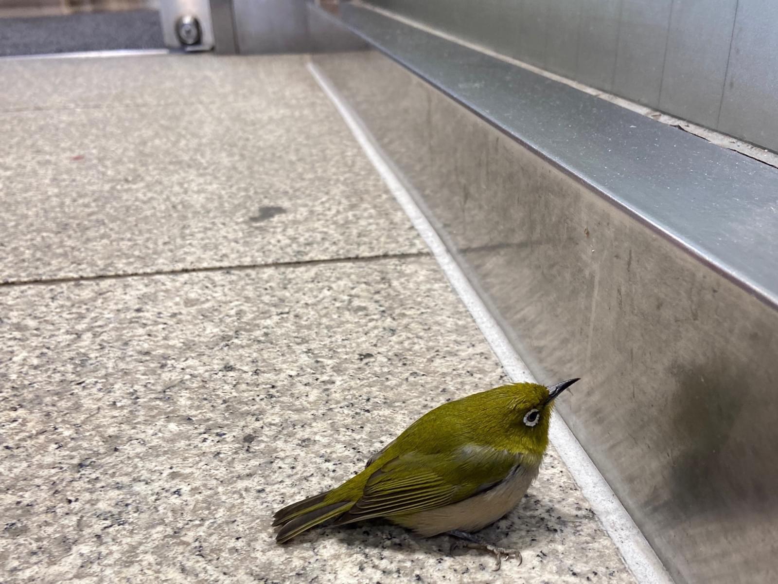 目撃された鳥 目撃された鳥