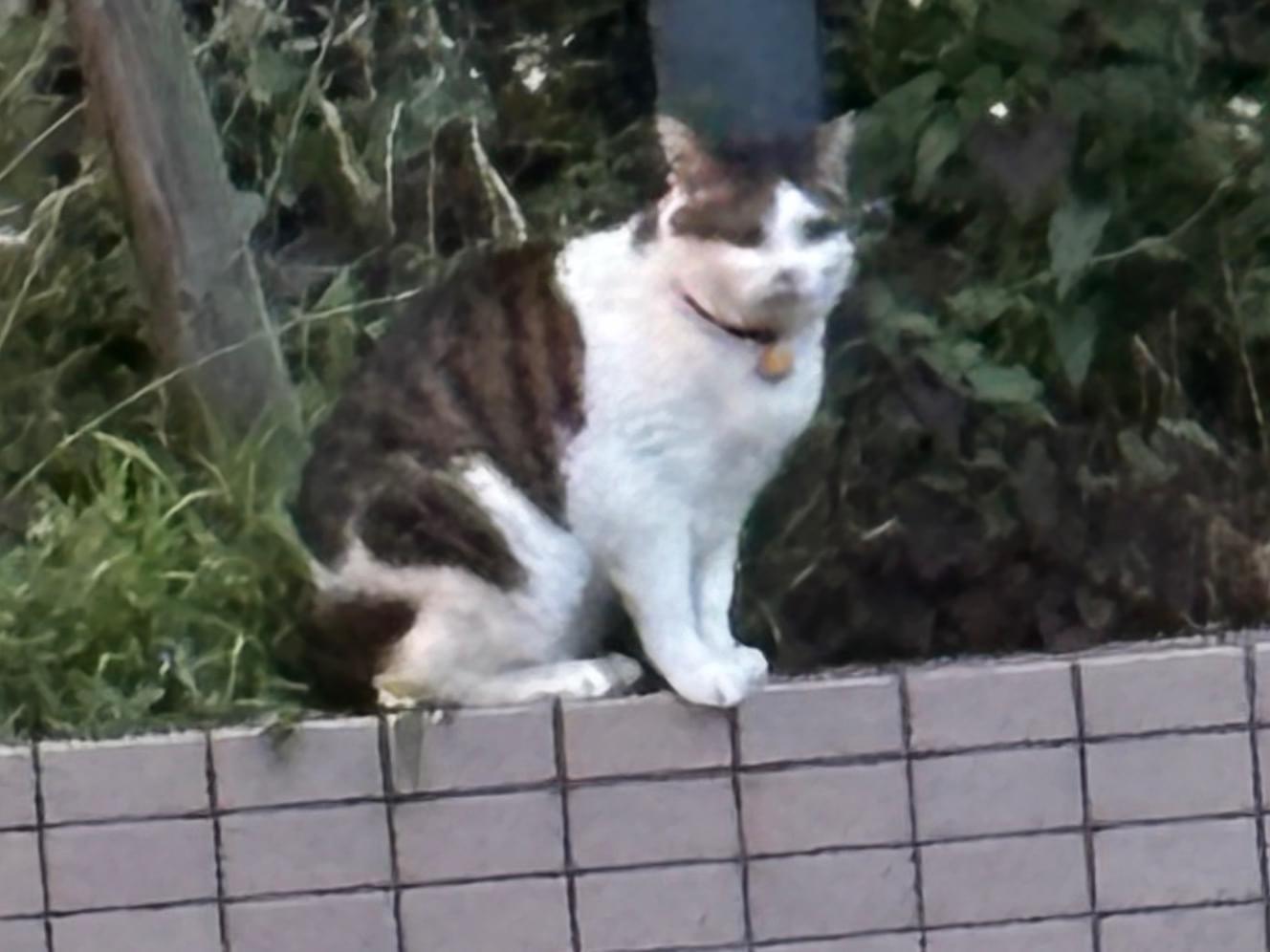 目撃された猫 目撃された猫