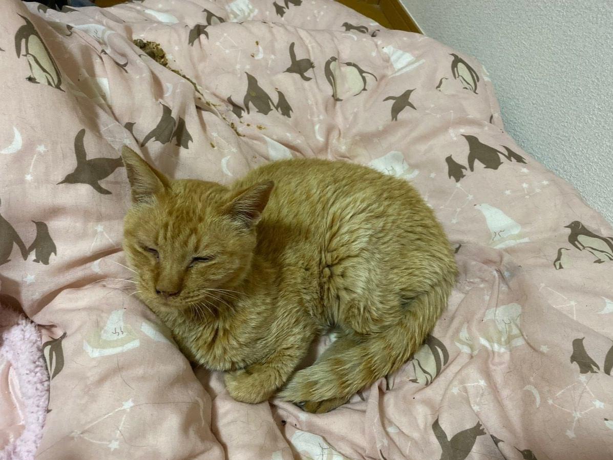 目撃された猫 目撃された猫