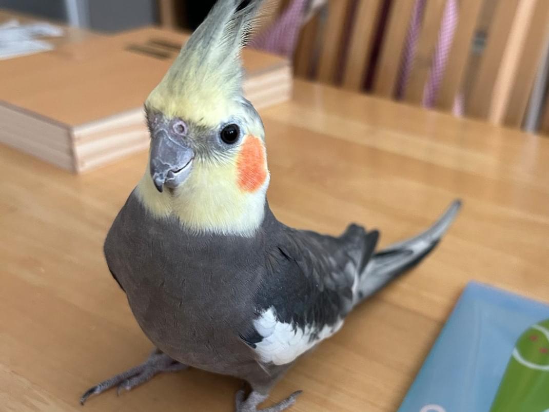 保護された鳥 保護された鳥
