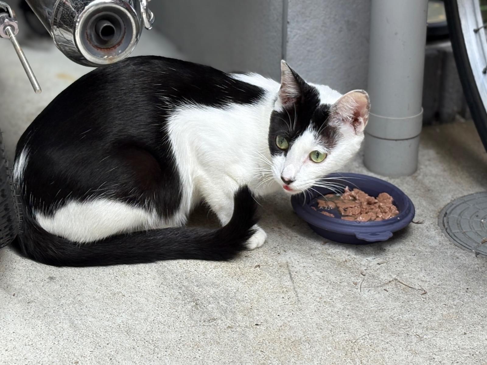 目撃された猫 目撃された猫