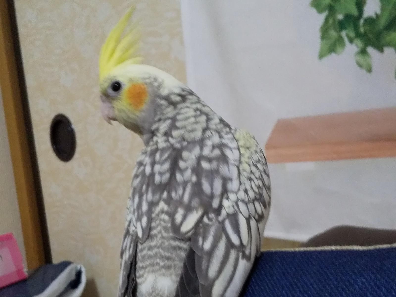 キラちゃん キラちゃん