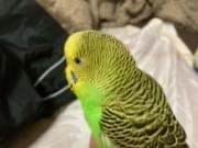 保護された鳥 保護された鳥