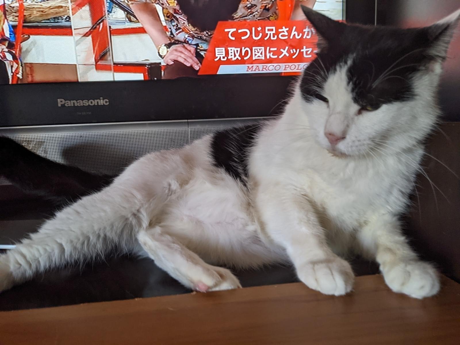 パンダちゃん パンダちゃん