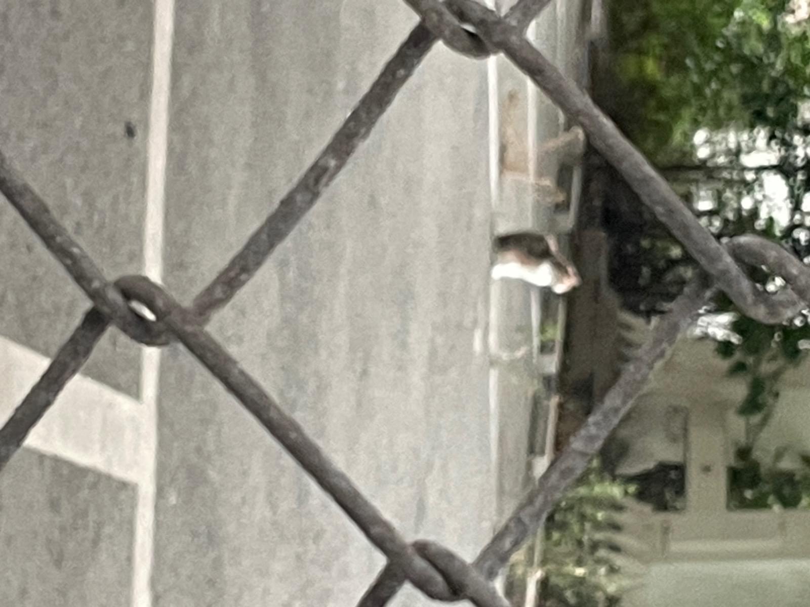 目撃された猫 目撃された猫