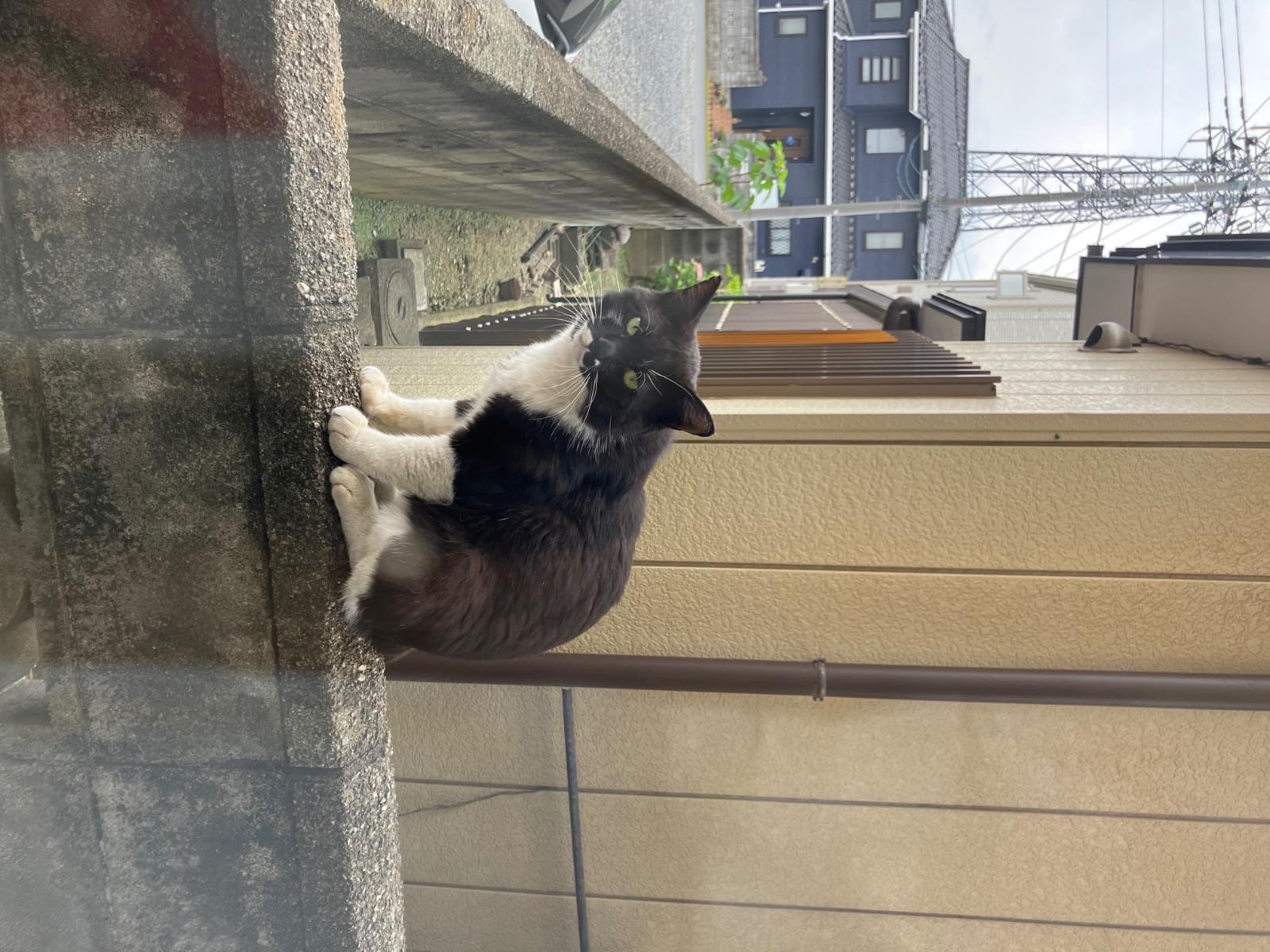 目撃された猫 目撃された猫