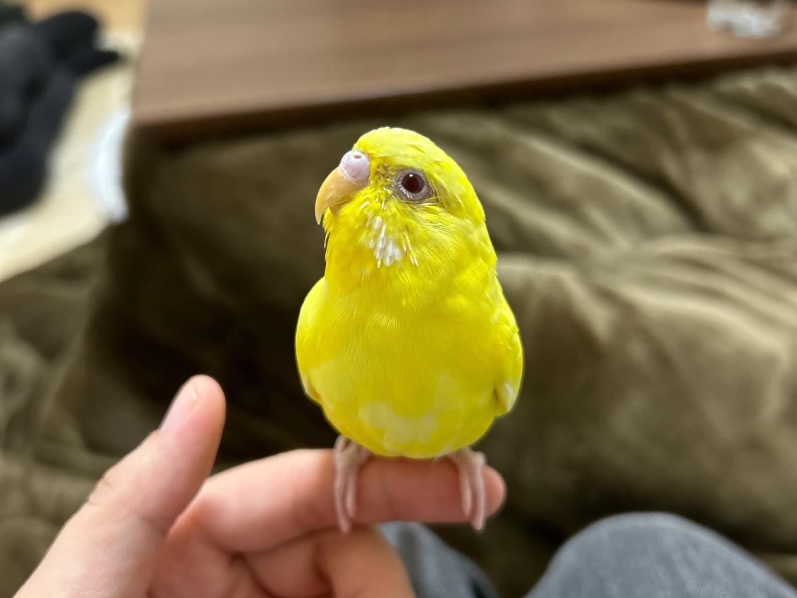ピピちゃん ピピちゃん