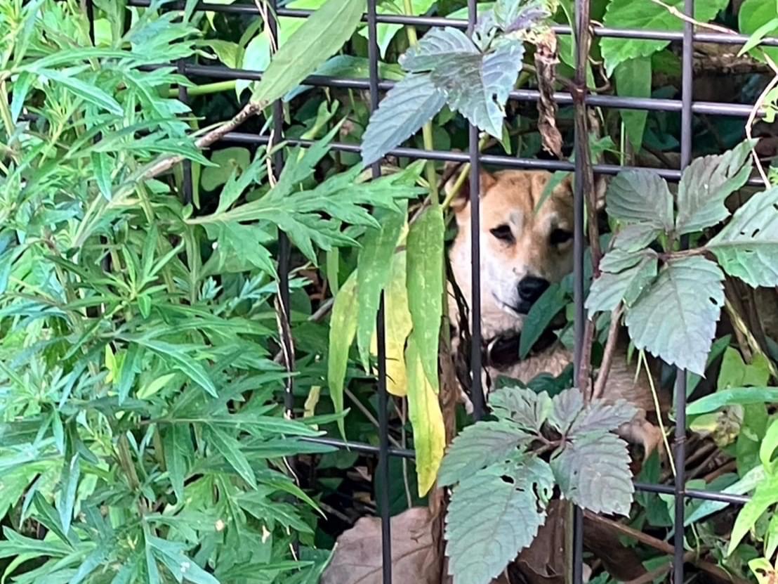 目撃された犬 目撃された犬