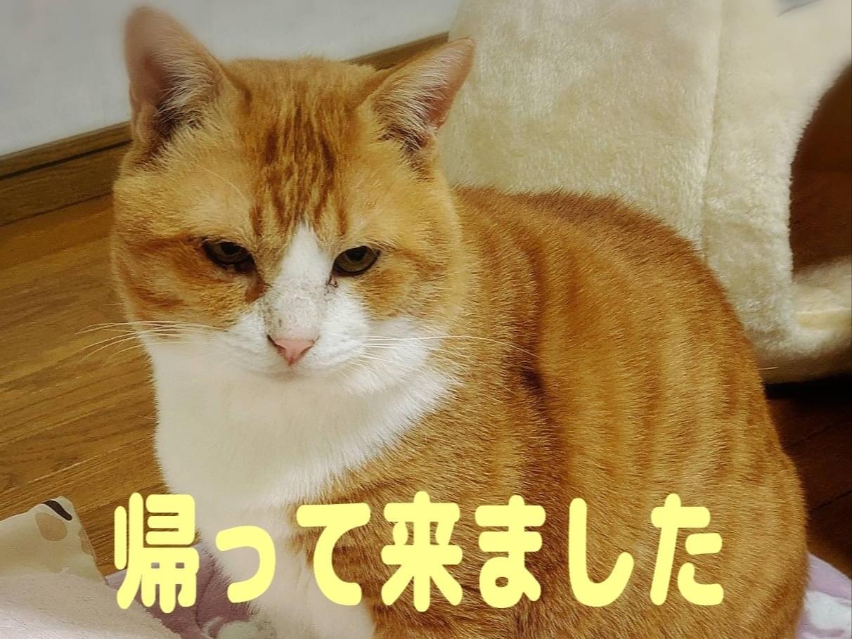 保護された猫