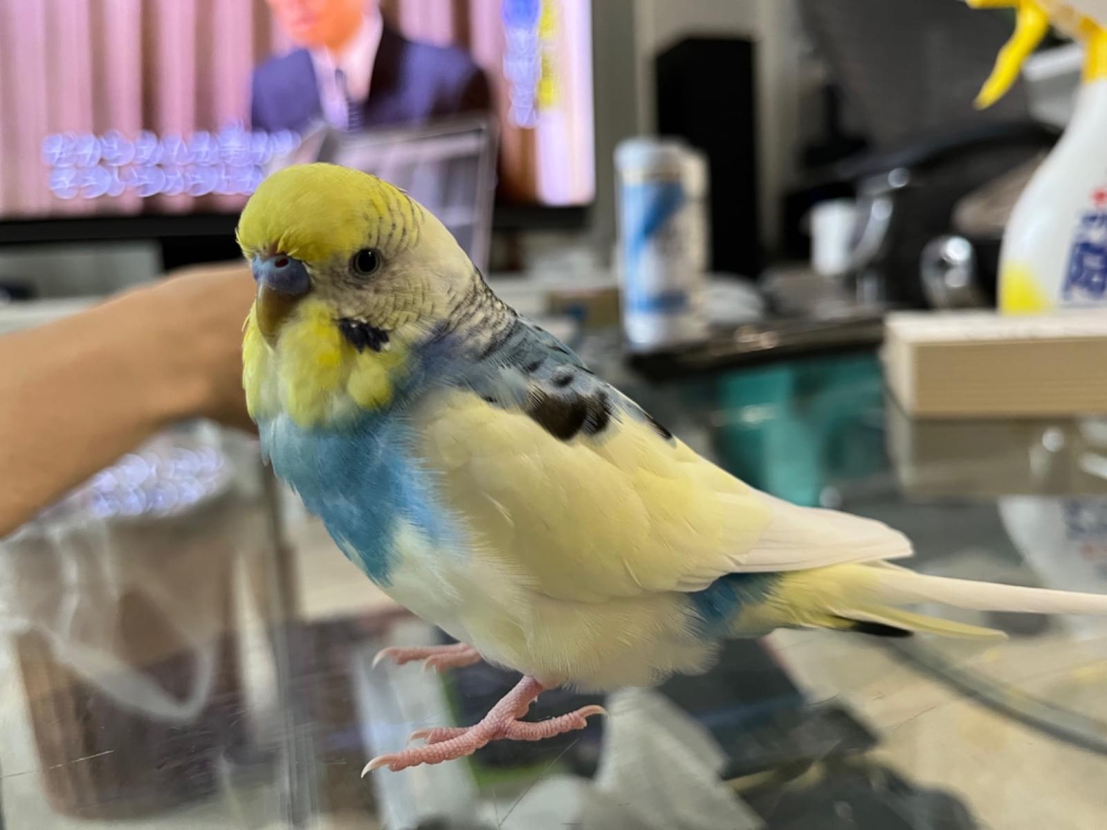 ぴのちゃん ぴのちゃん