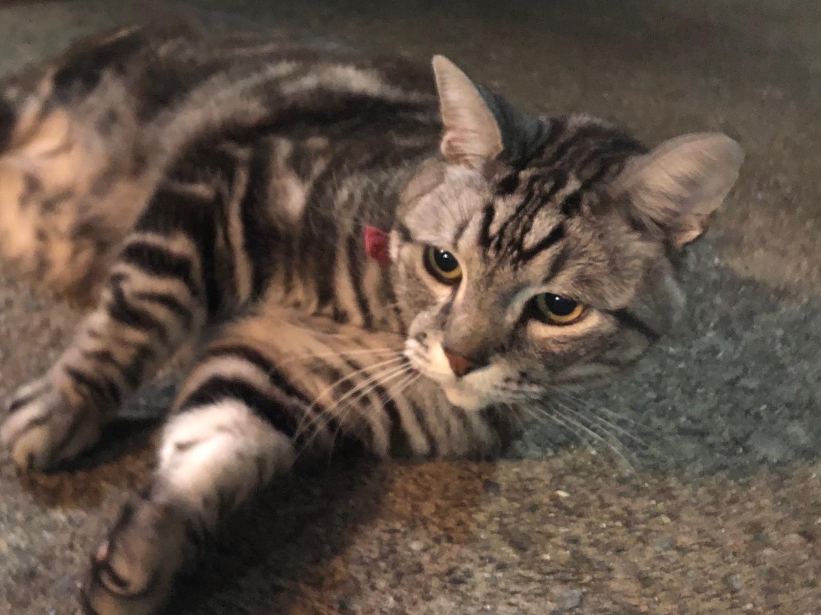 目撃された猫 目撃された猫