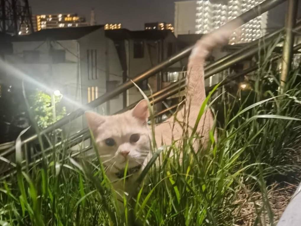 目撃された猫 目撃された猫