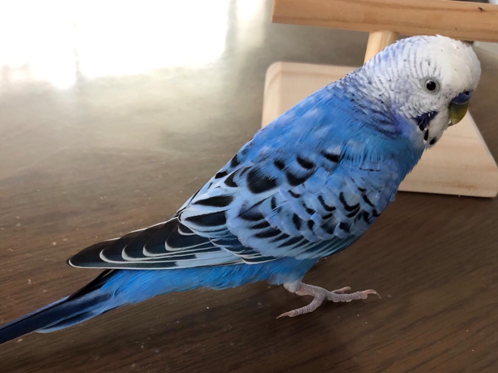 保護された鳥 保護された鳥