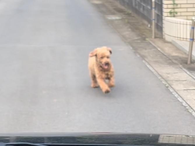 目撃された犬 目撃された犬
