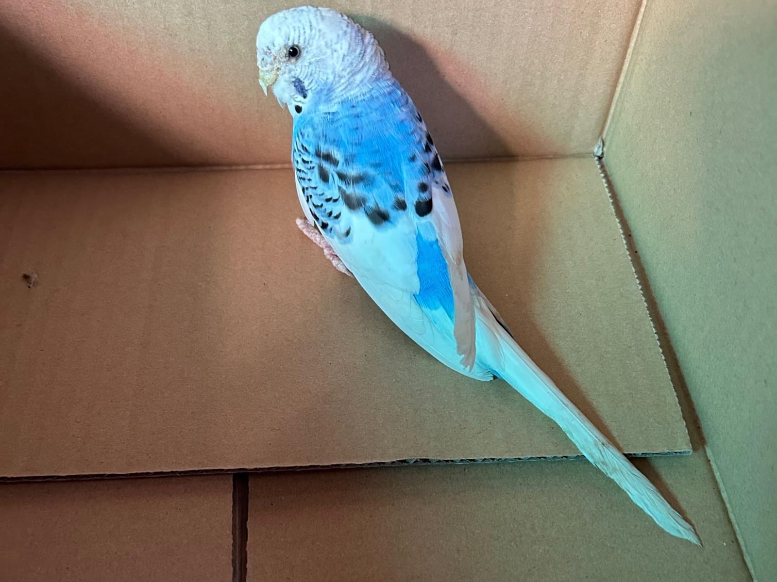 保護された鳥 保護された鳥
