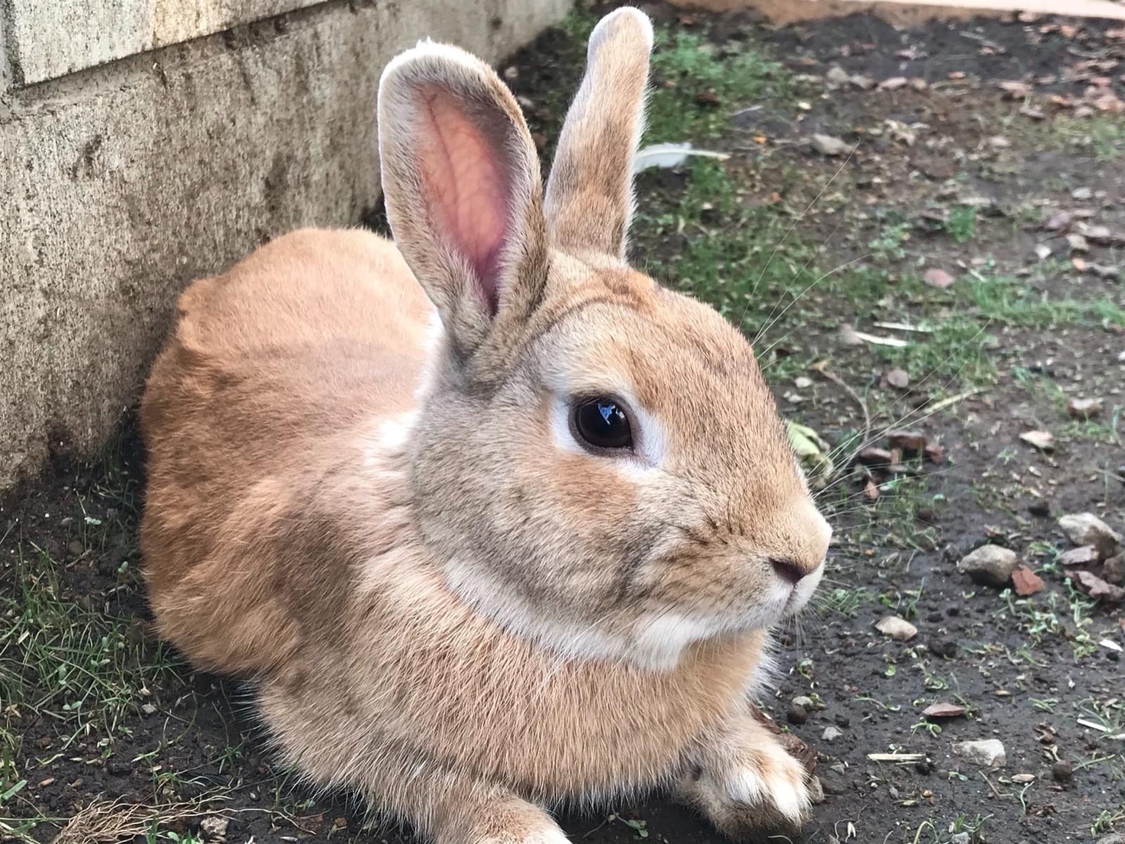 ウサちゃん ウサちゃん