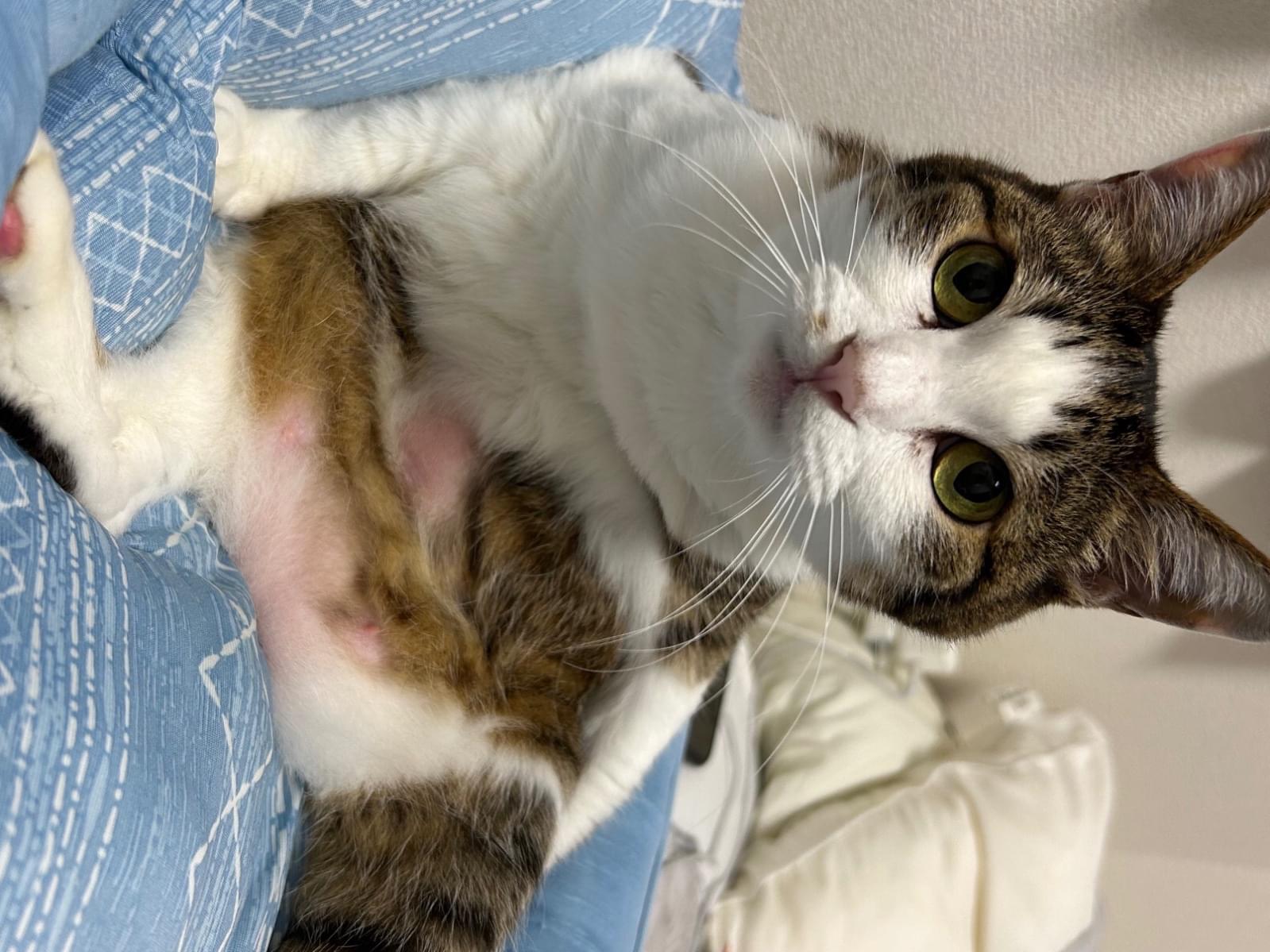 ねねこちゃん ねねこちゃん