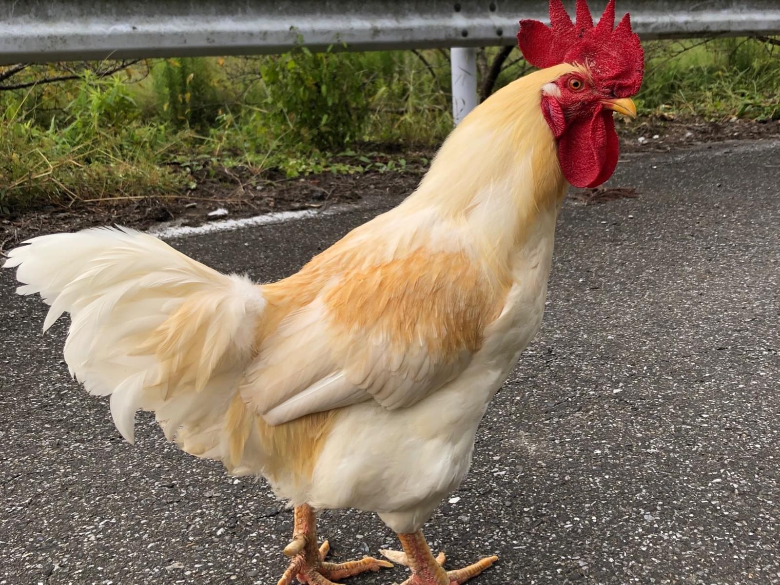 目撃された鳥 目撃された鳥