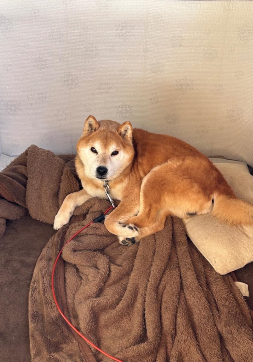 茶色い柴犬を探しています