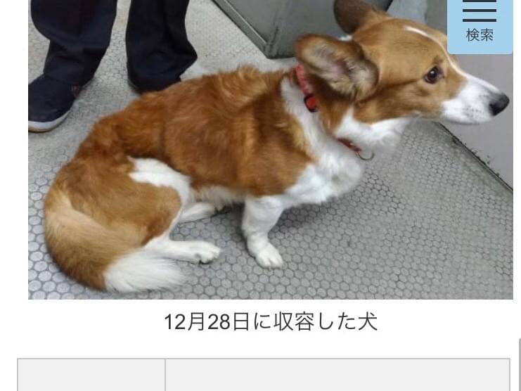 保護された犬 保護された犬