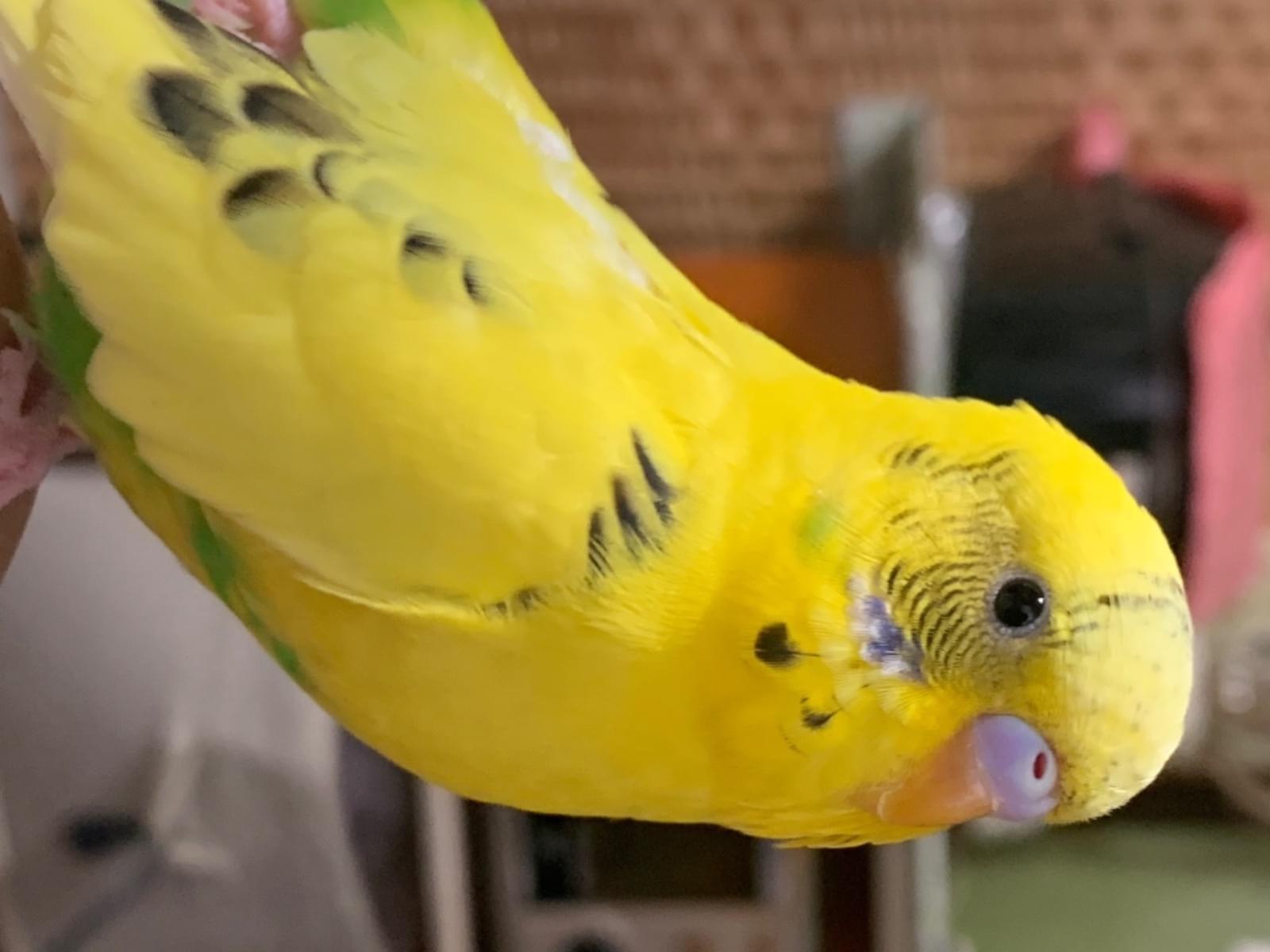 ピピちゃん ピピちゃん