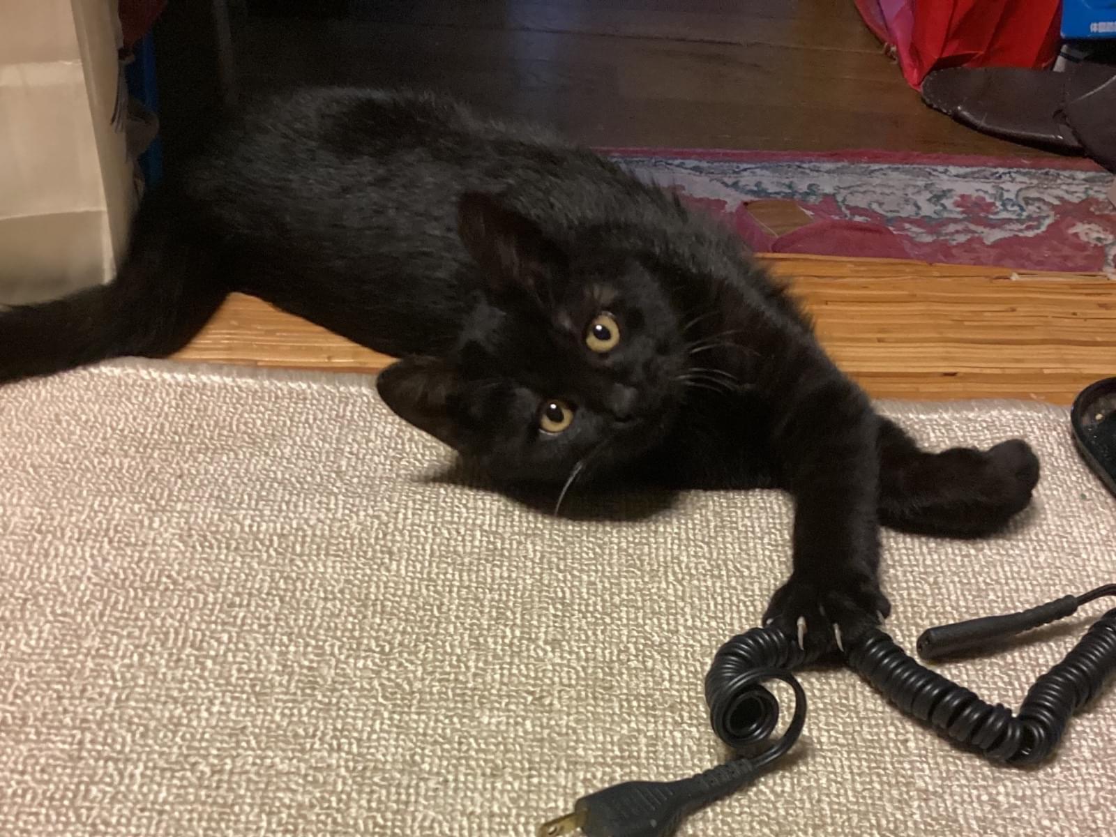 保護された猫 保護された猫