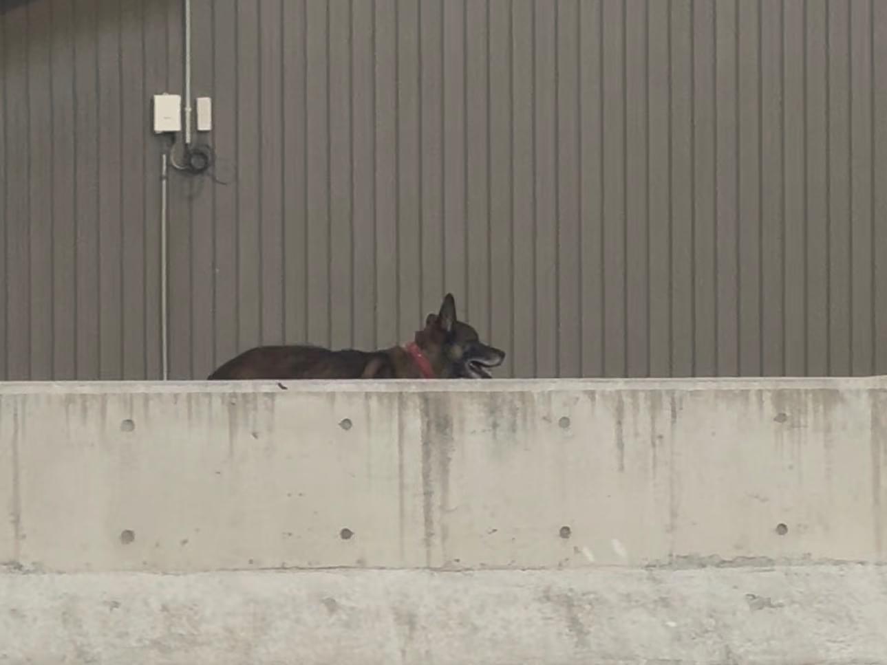 目撃された犬 目撃された犬