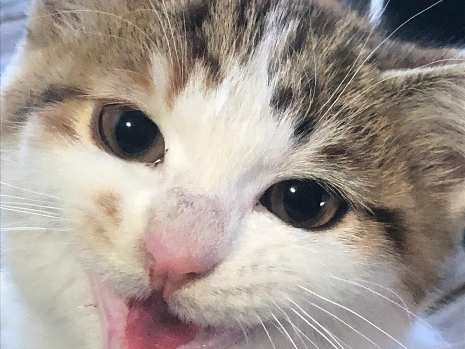 保護された猫 保護された猫