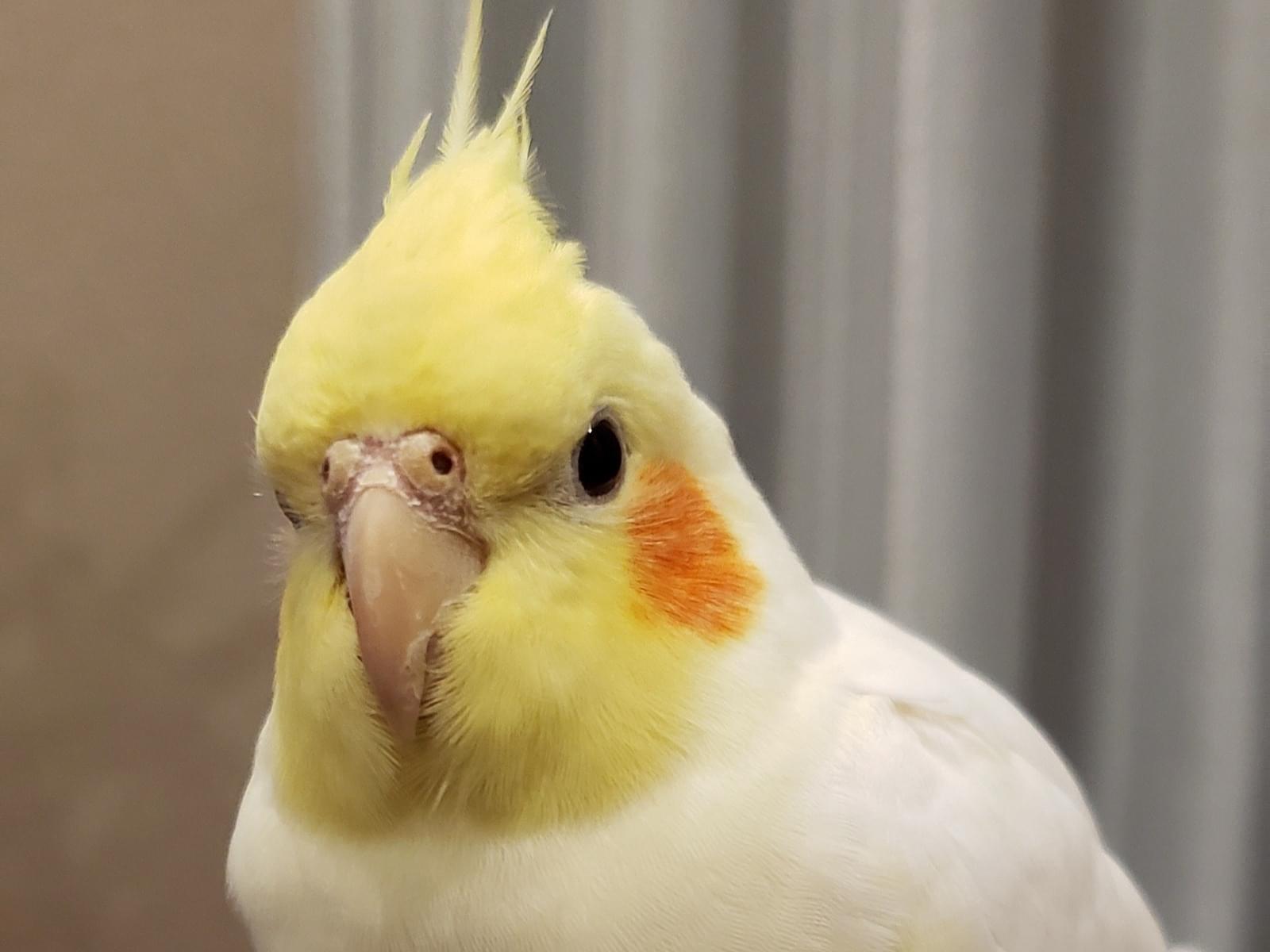 ペルちゃん ペルちゃん