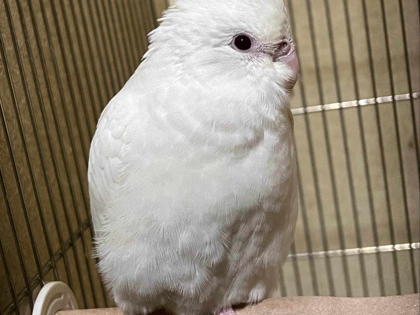 パルちゃん