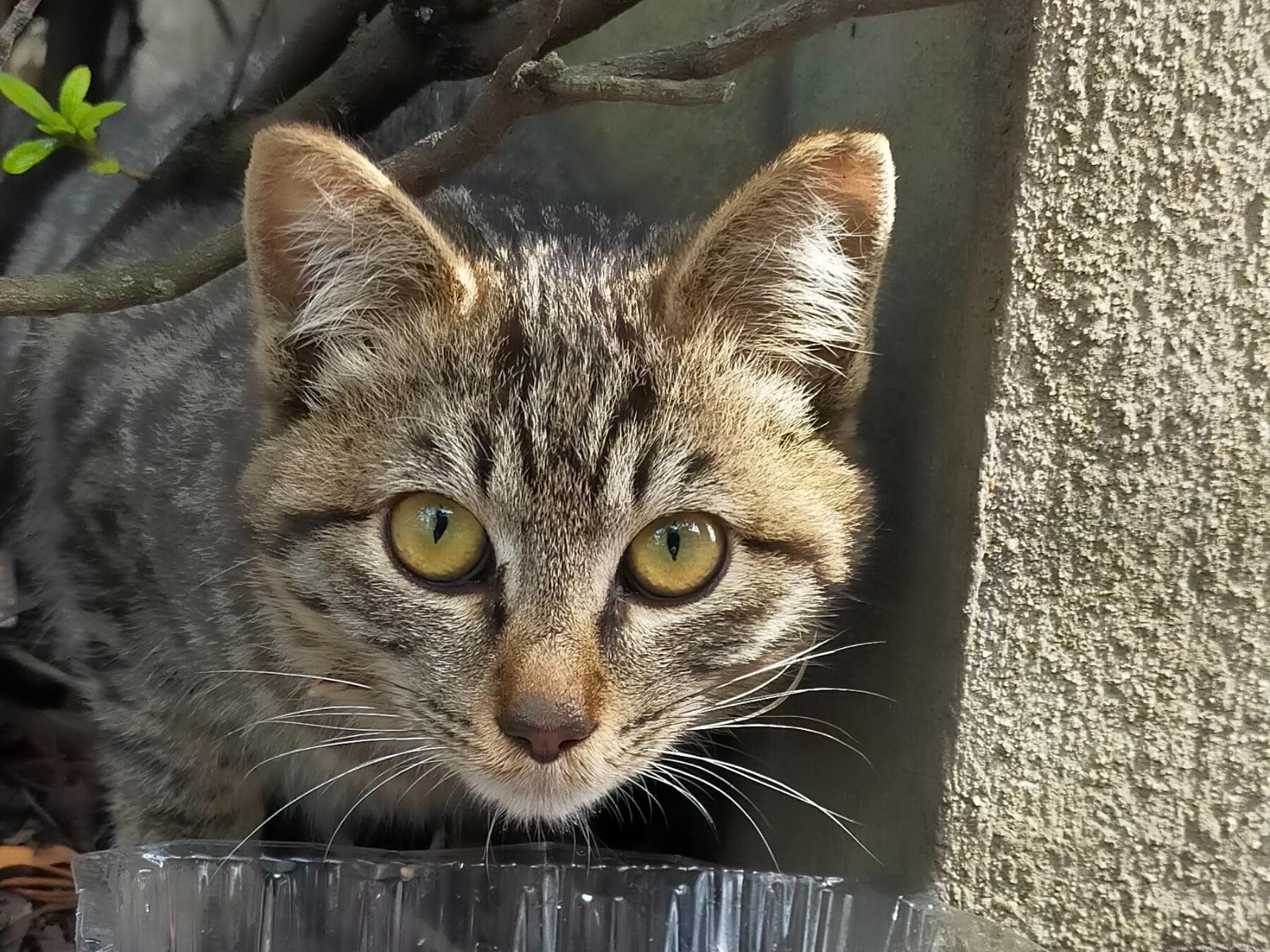 目撃された猫 目撃された猫