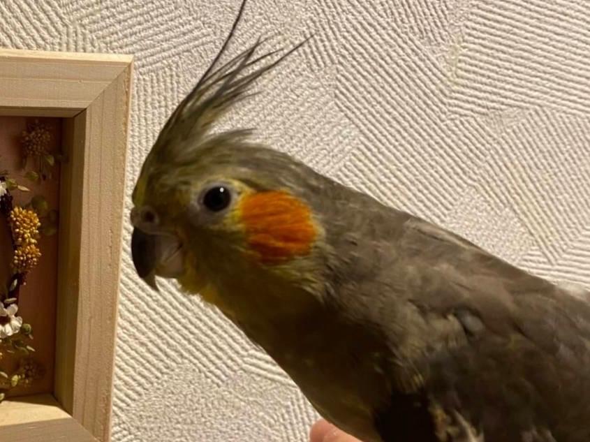 オカメちゃん オカメちゃん