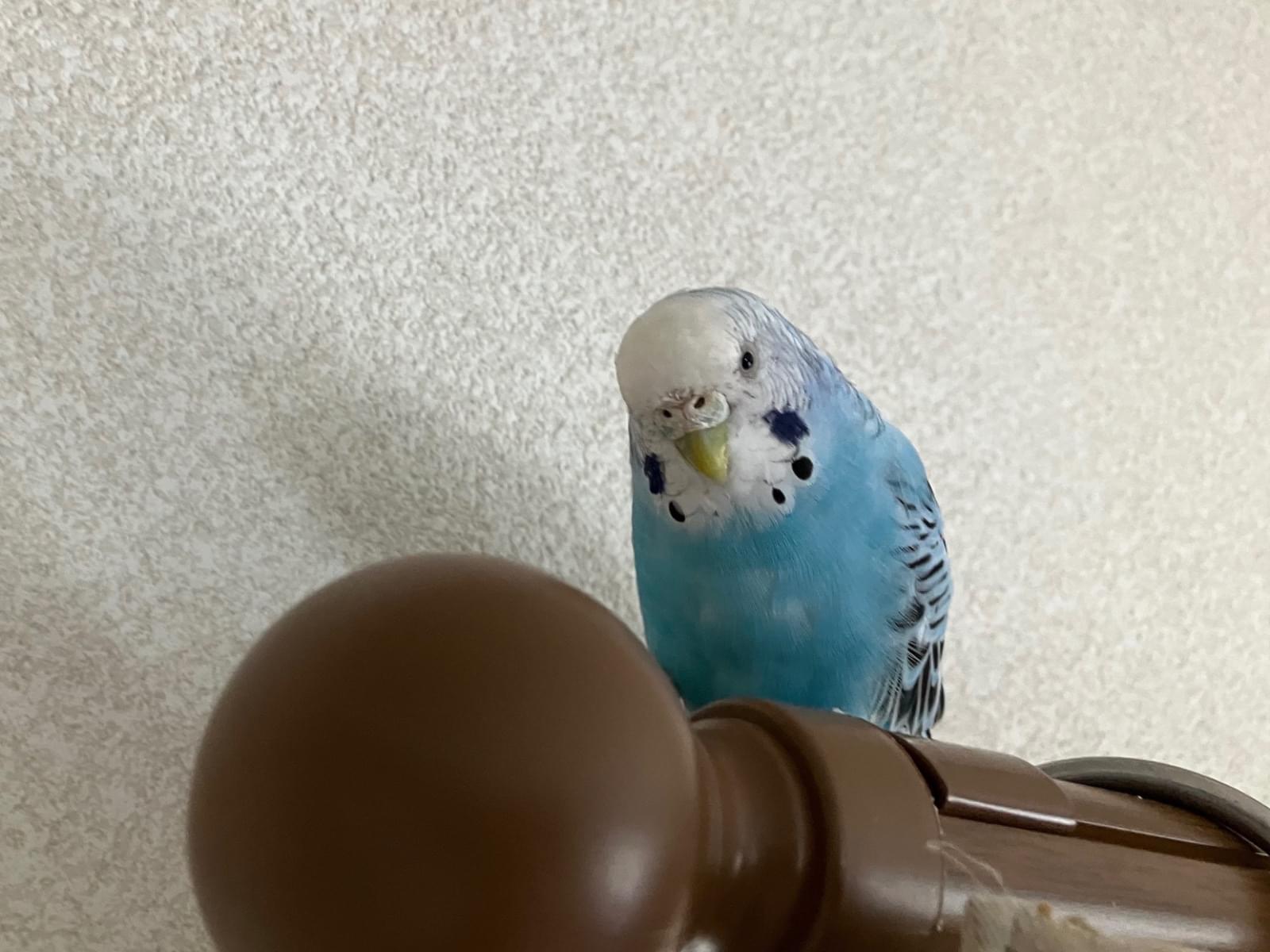 テテちゃん テテちゃん