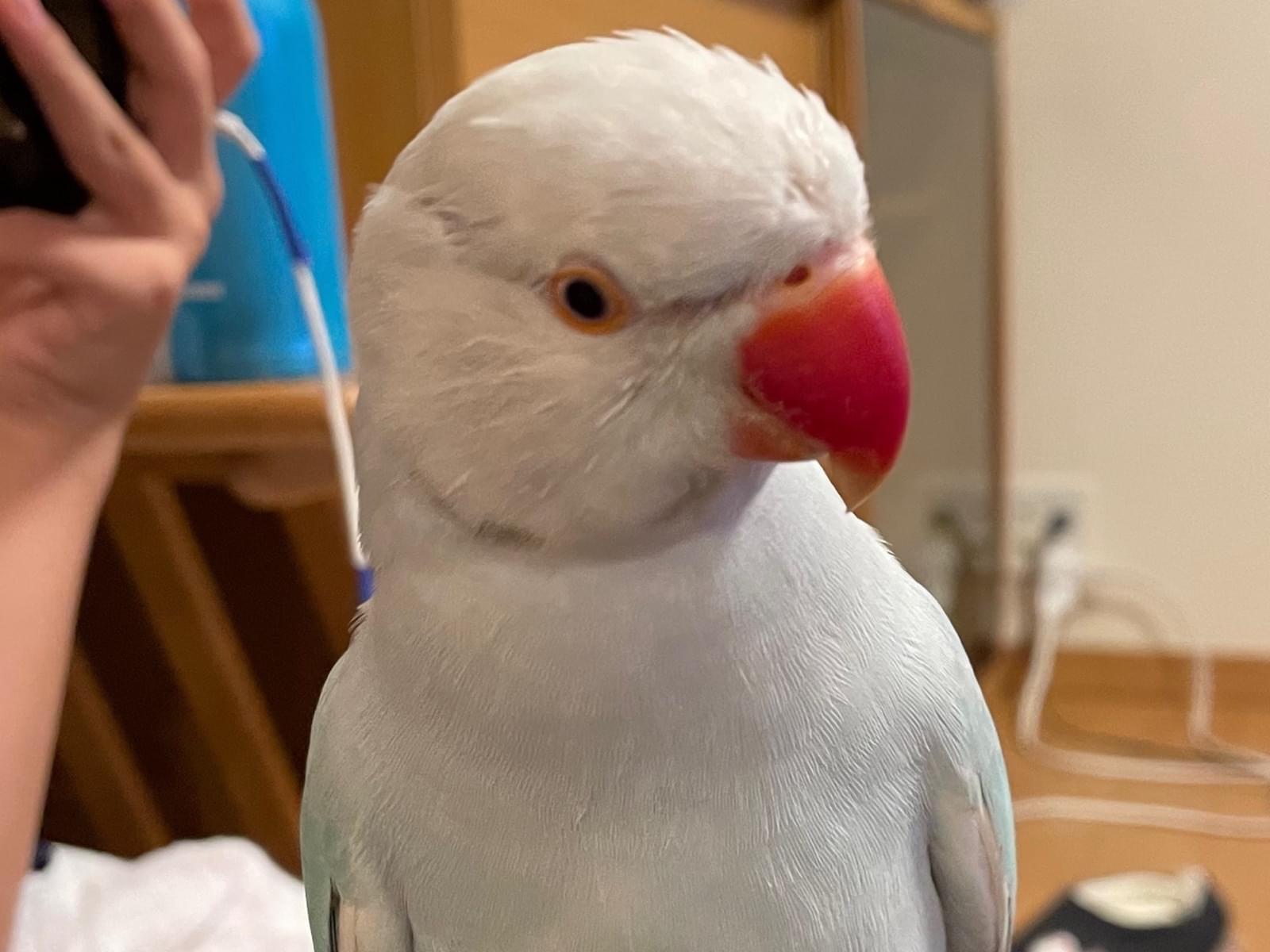 ボタンちゃん ボタンちゃん
