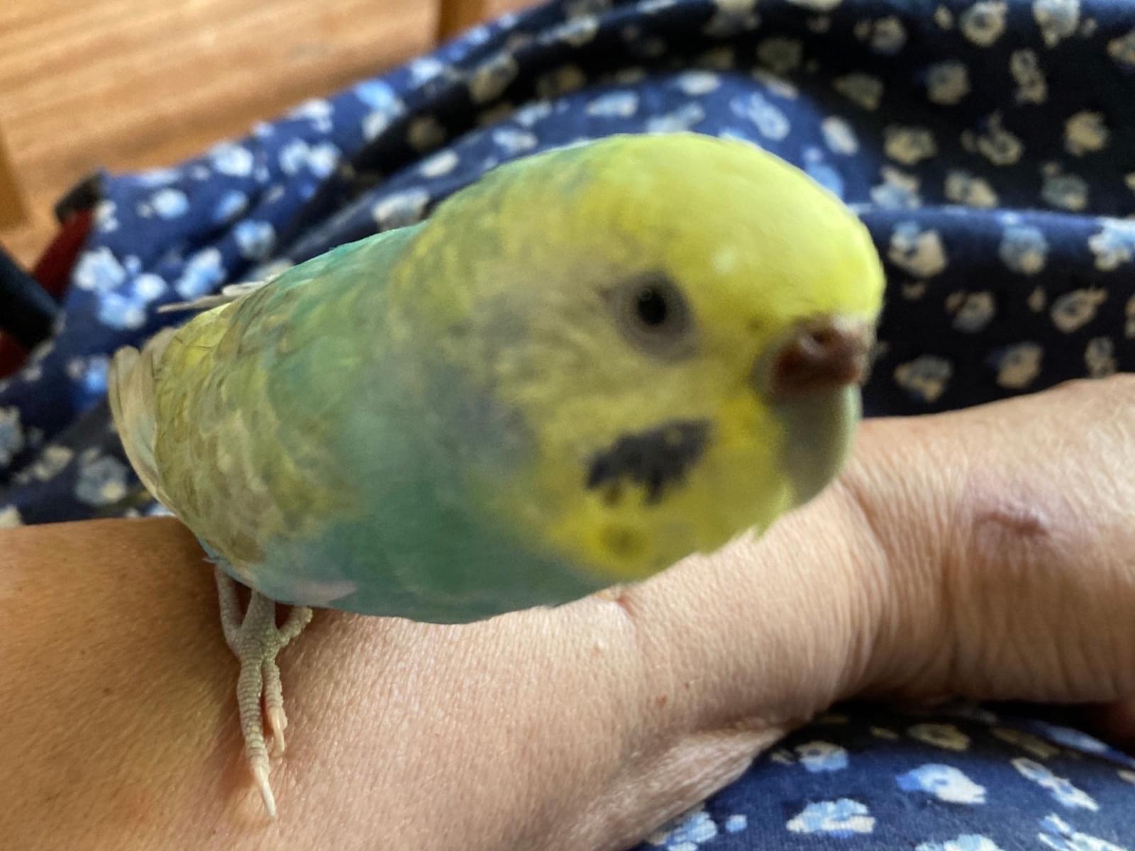 ニロちゃん ニロちゃん