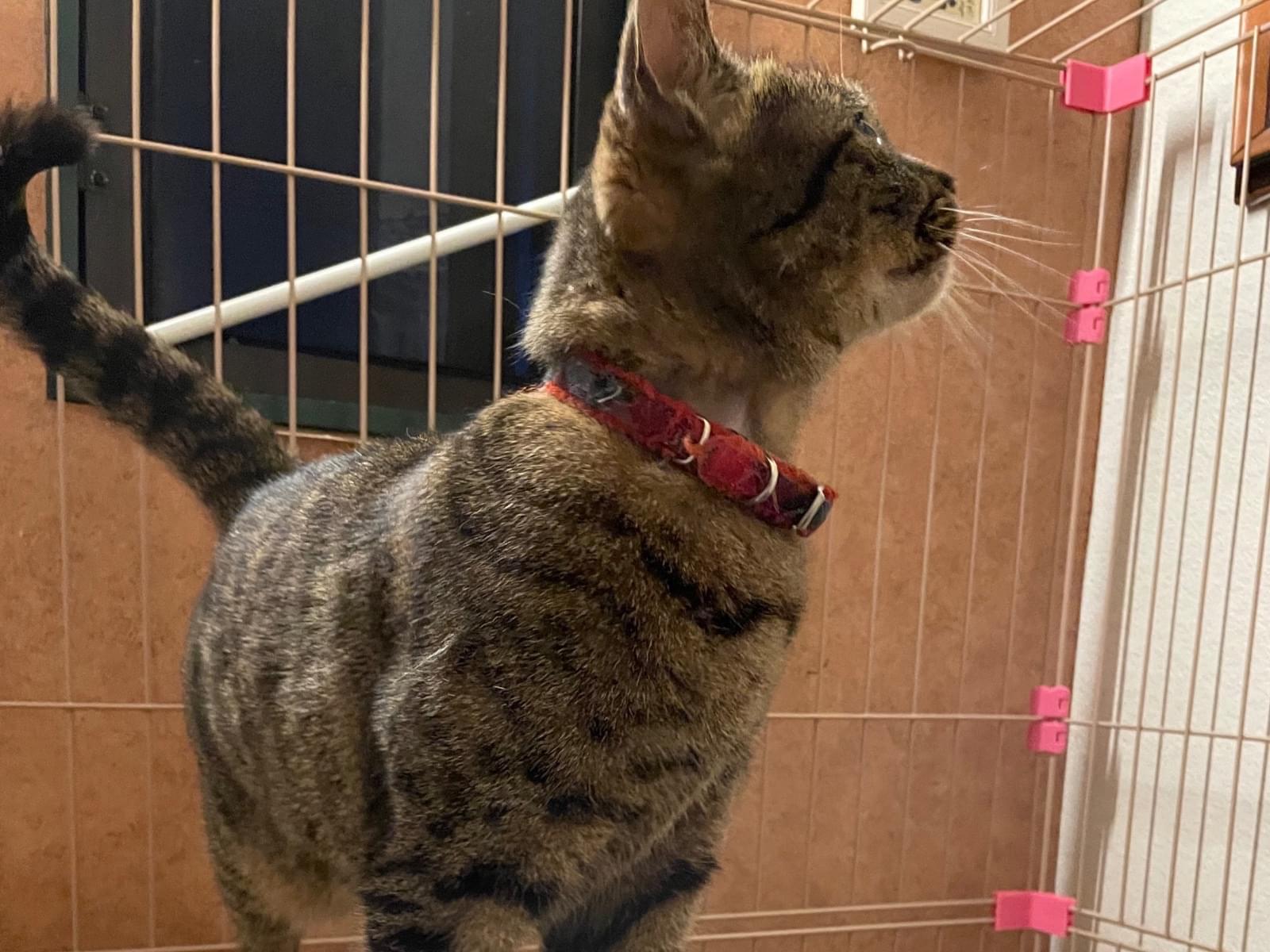 保護された猫 保護された猫