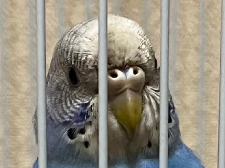 保護された鳥 保護された鳥