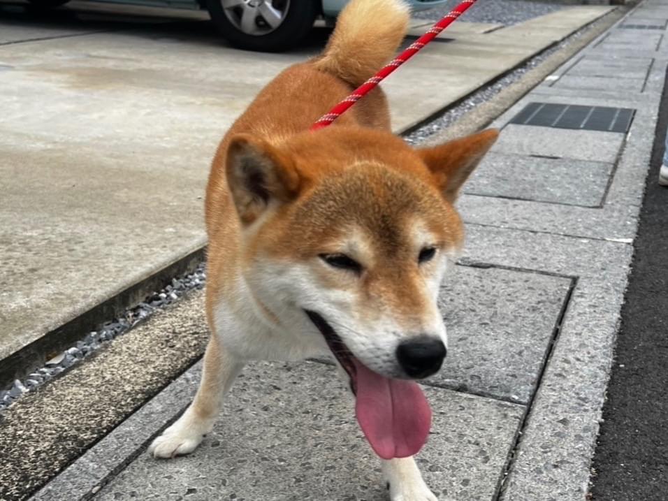 保護された犬 保護された犬