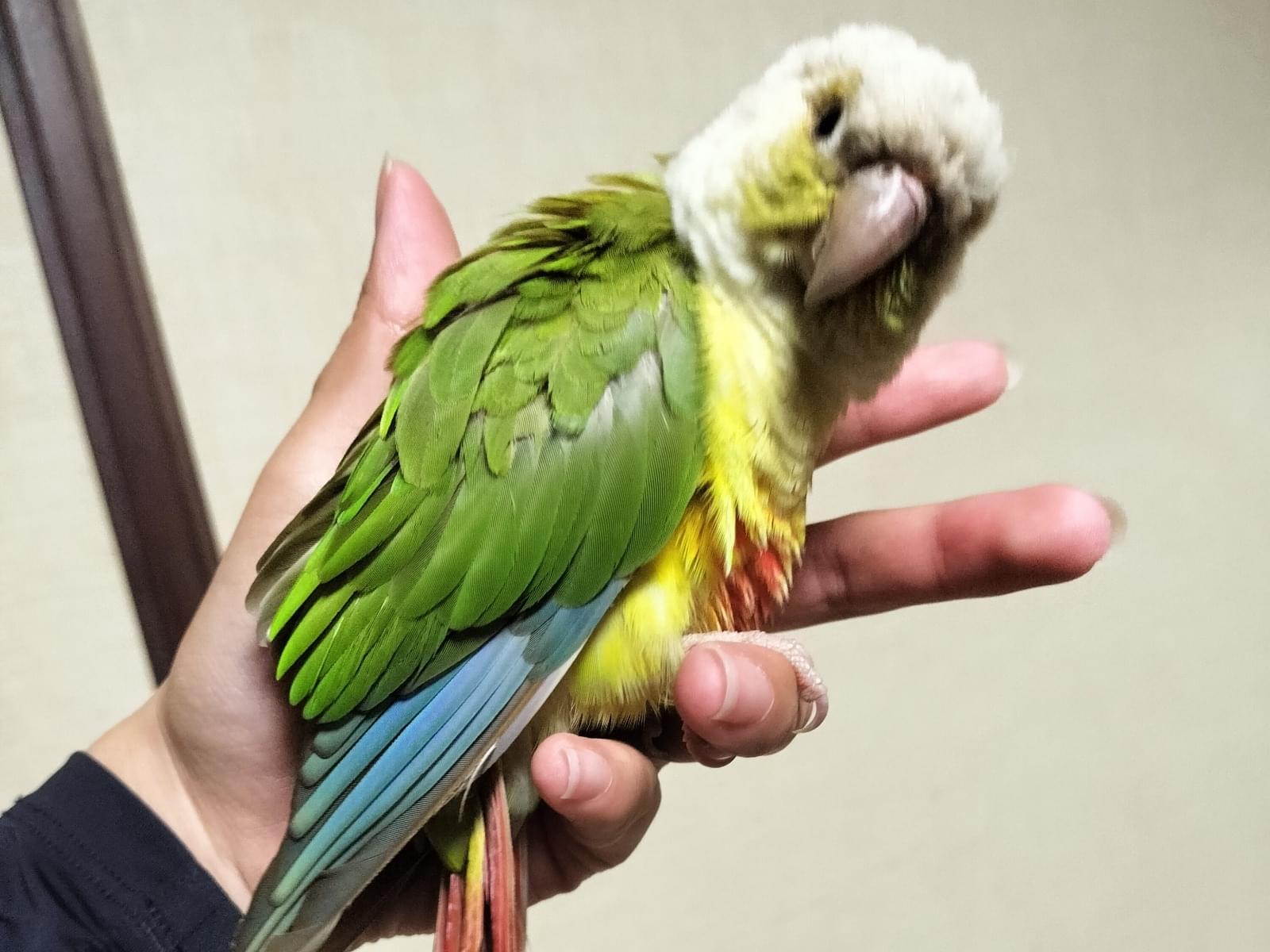 保護された鳥 保護された鳥